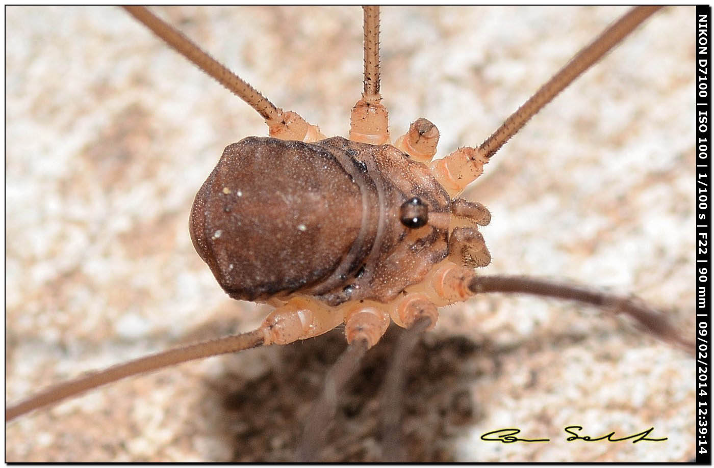 Nelima sp. ♂